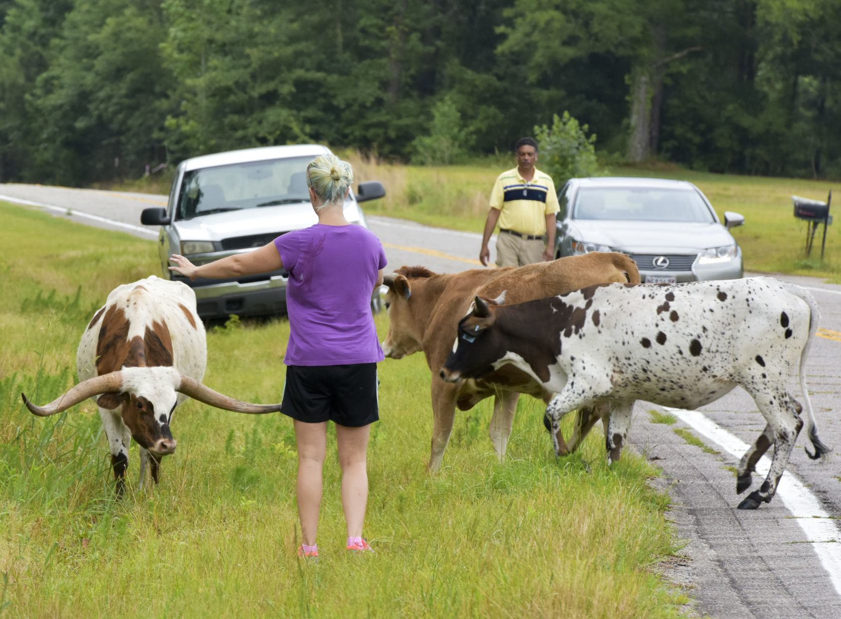Cattle on the Loose